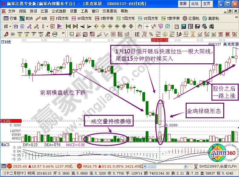 金雞報(bào)曉形態(tài)